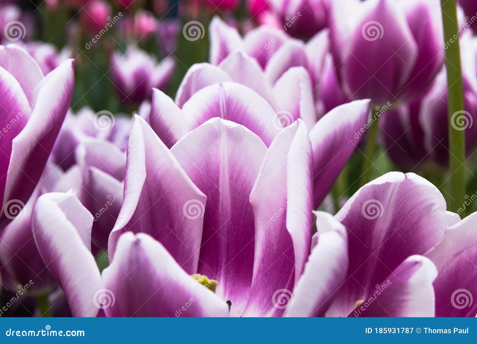 Flores De Tulipán Violeta Y Blanca Imagen de archivo - Imagen de flores,  recorrido: 185931787