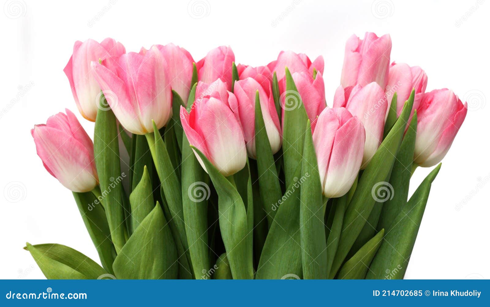 Flores De Tulipanes Rosa Sobre Blanco Imagen de archivo - Imagen de marzo, pascua: 214702685 Flores De Tulipanes Rosa Sobre Blanco Imagen de archivo - Imagen de marzo, pascua: 214702685