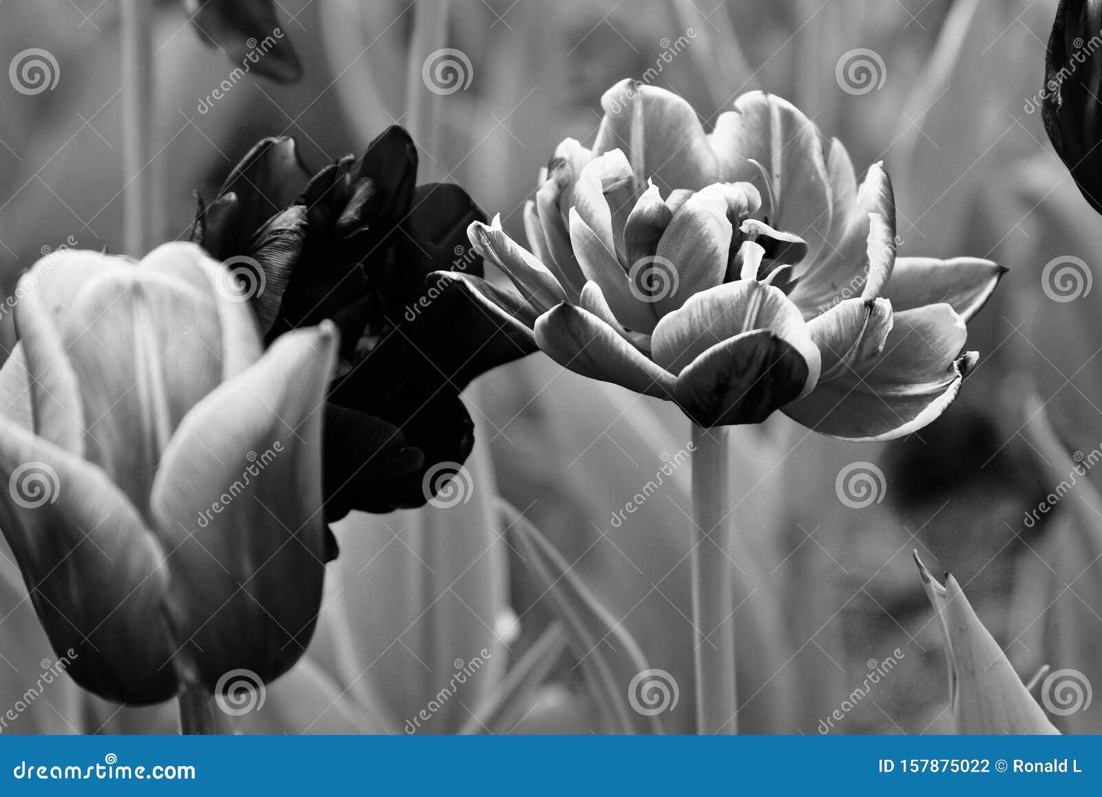 Flores De Tulipano Negras Y Blancas Foto de archivo - Imagen de lago,  verde: 157875022