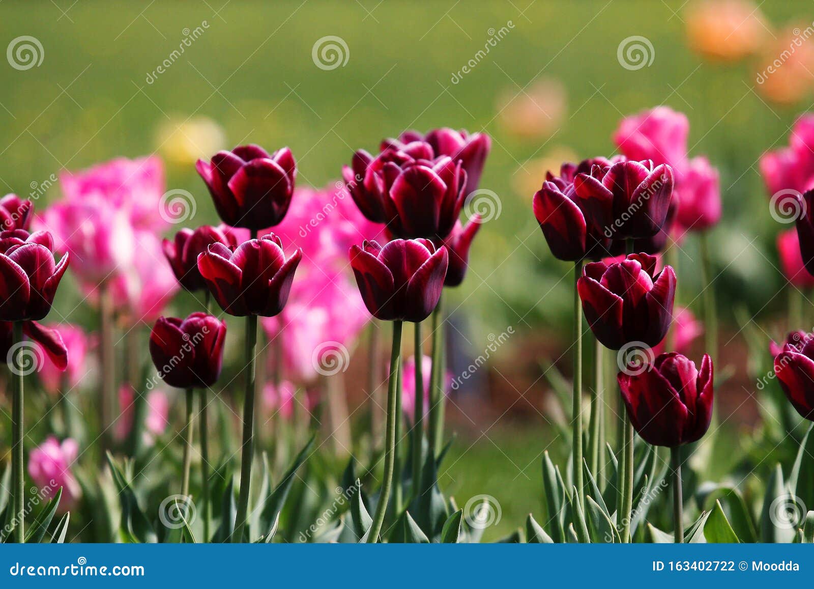 Flores De Tulipas Lilás De Primavera Campo De Tulipa Colorida Foto de Stock  - Imagem de tulipa, campo: 163402722