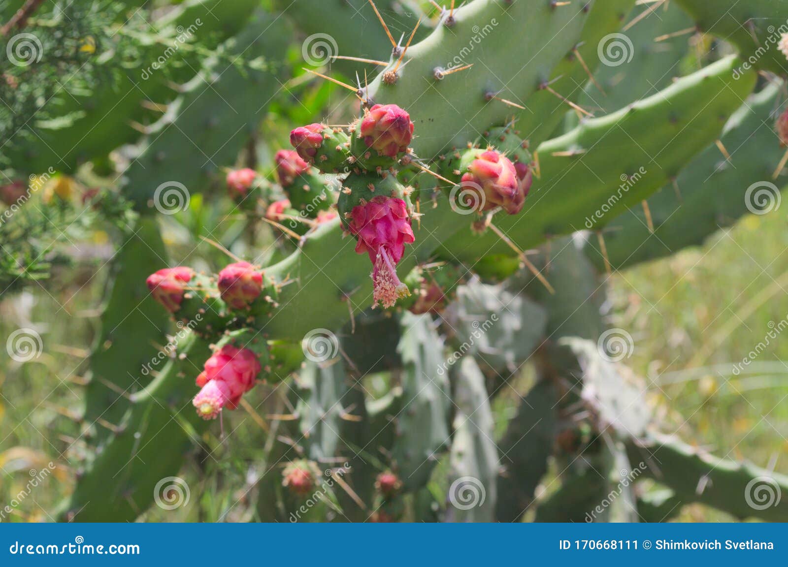 Flores De Uma Grande Pera Picante De Cacto Comestível Imagem de Stock -  Imagem de cacto, plantas: 170668111