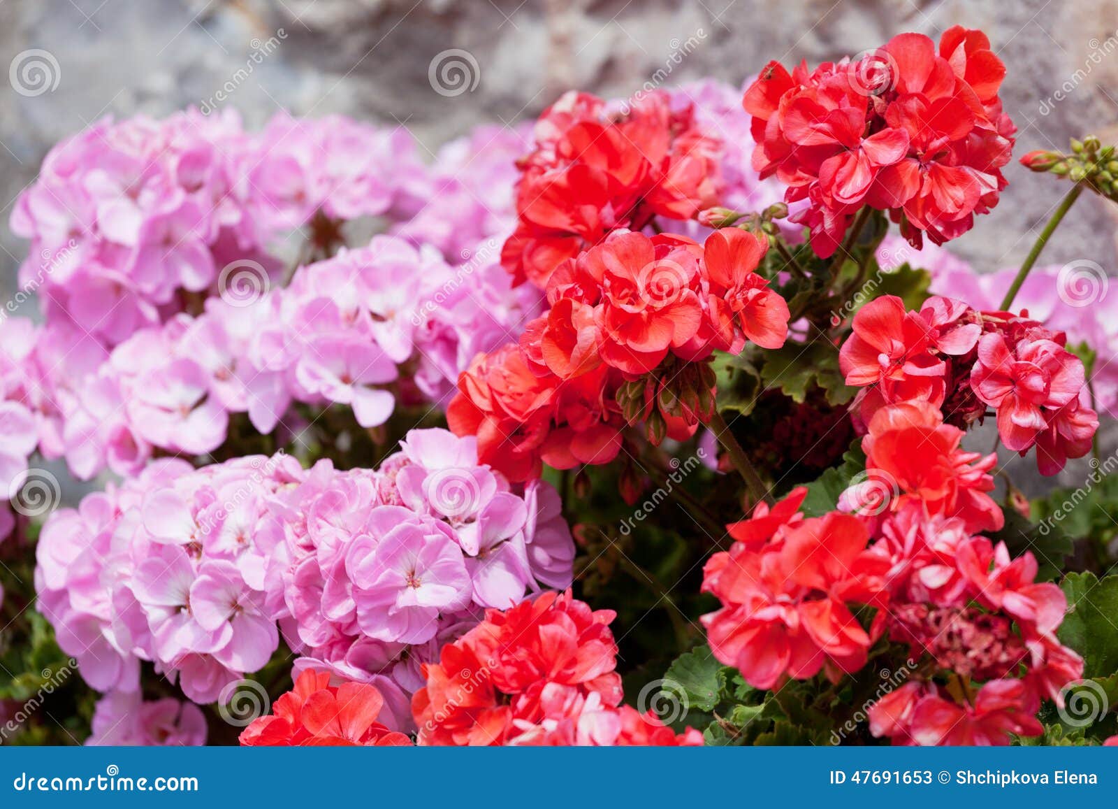 Flores De Un Geranio Rojo Y Rosado Imagen de archivo - Imagen de verano, geranios: 47691653 Flores De Un Geranio Rojo Y Rosado Imagen de archivo - Imagen de verano, geranios: 47691653