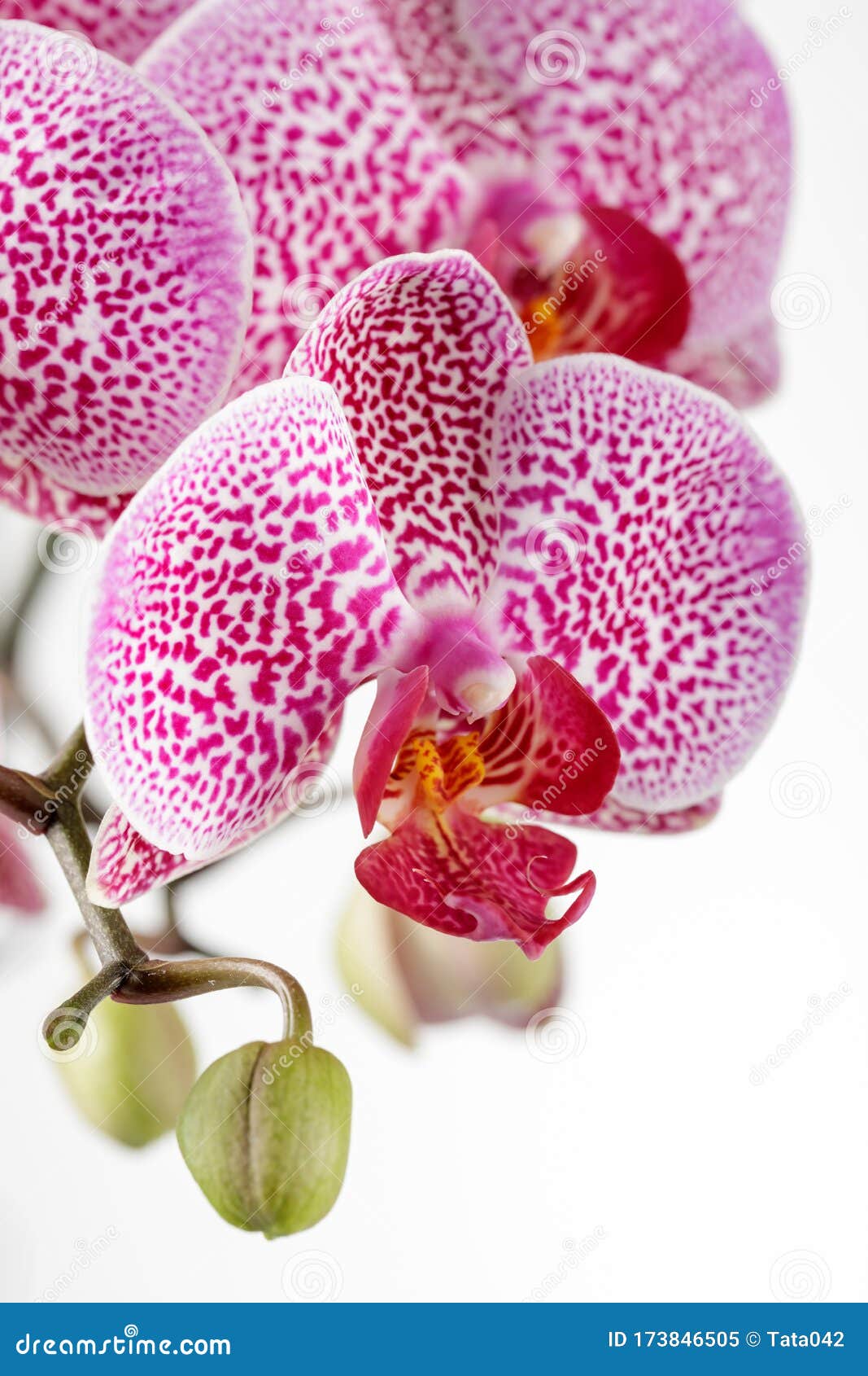 Flores De Una Orquídea Elegante Manchada Del Género Phalaenopsis Príncipe  Leopardo Sobre Un Fondo Claro. Imagen de archivo - Imagen de elegante,  copia: 173846505