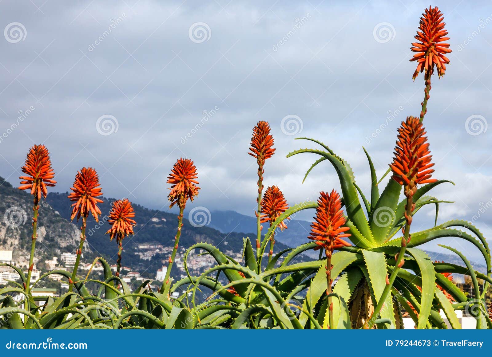 Flores De Vera Del áloe En El Paisaje De Mónaco Imagen de archivo - Imagen  de planta, recorrido: 79244673