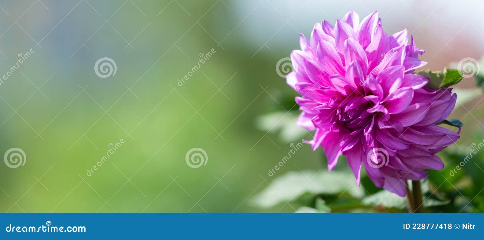 Flores De Verano. Flor De Dalia Rosa En Un Jardín Foto de archivo - Imagen  de dalia, pista: 228777418