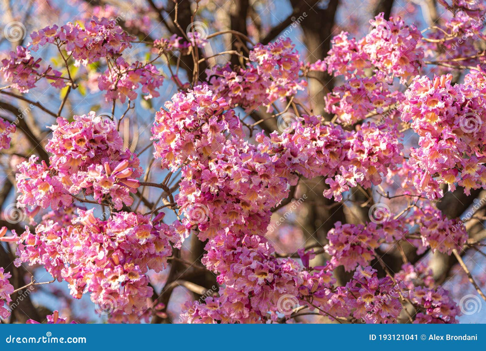 Flores Del árbol Azul Ipe Rosa Handroanthus Heptaphyllus Contra El Cielo  Azul Imagen de archivo - Imagen de america, exterior: 193121041