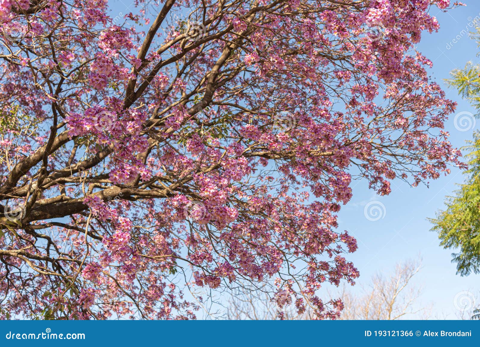 Flores Del árbol Azul Ipe Rosa Handroanthus Heptaphyllus Contra El Cielo  Azul Foto de archivo - Imagen de verde, paisaje: 193121366