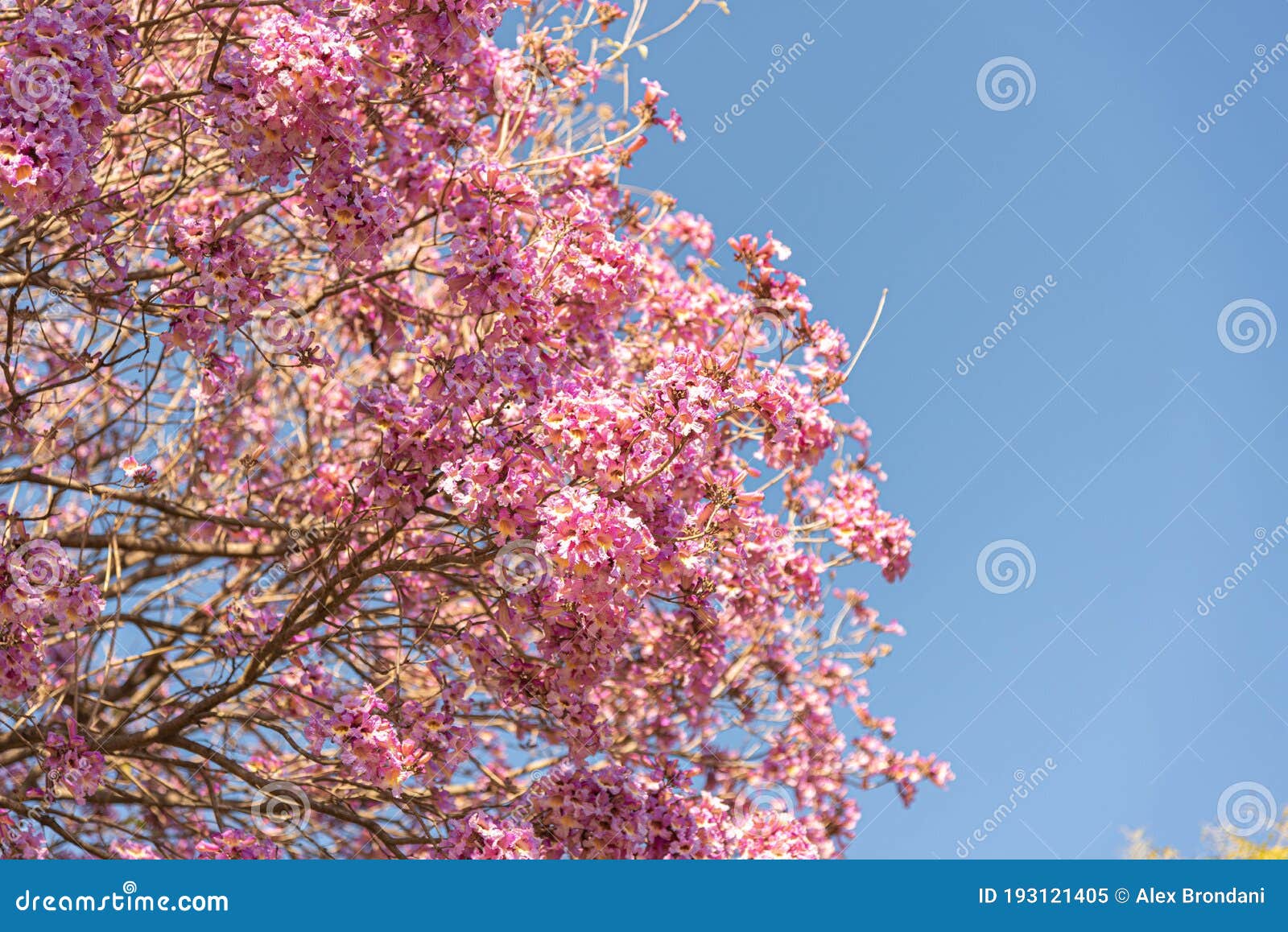 Flores Del árbol Azul Ipe Rosa Handroanthus Heptaphyllus Contra El Cielo  Azul Imagen de archivo - Imagen de paisaje, parque: 193121405