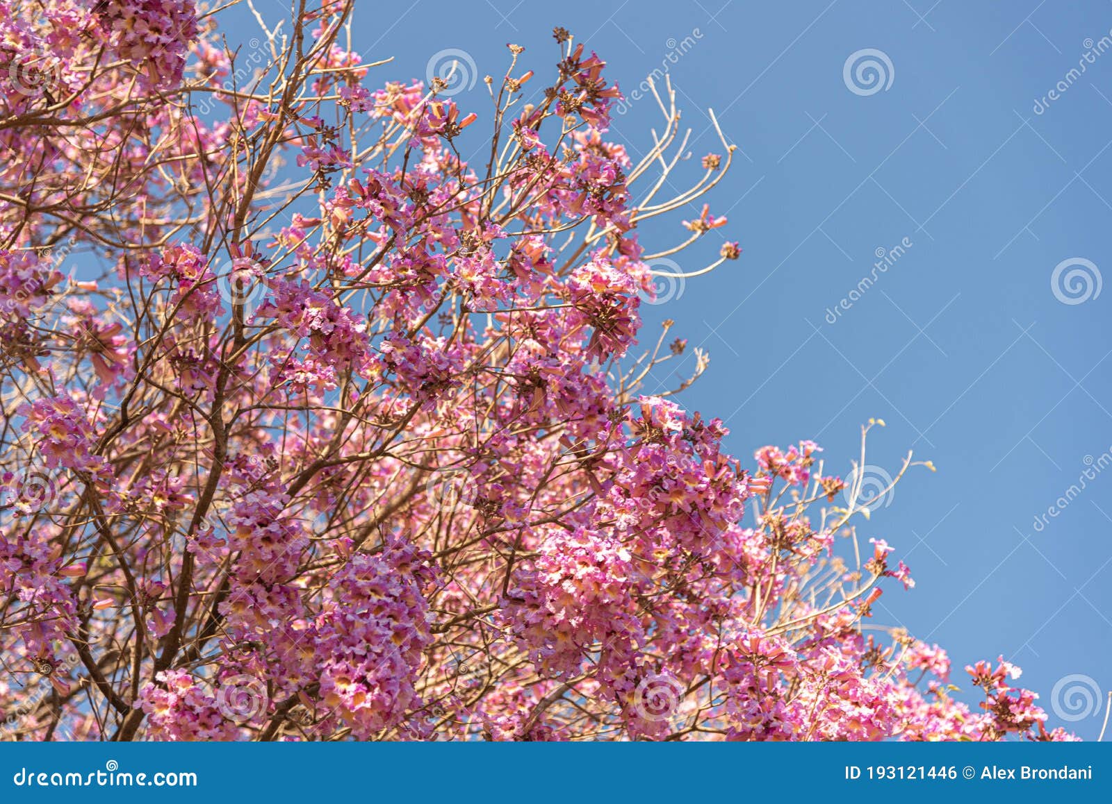 Flores Del árbol Azul Ipe Rosa Handroanthus Heptaphyllus Contra El Cielo  Azul Foto de archivo - Imagen de brasil, hermoso: 193121446