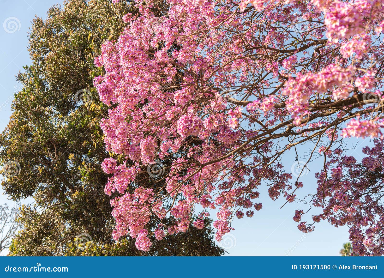 Flores Del árbol Azul Ipe Rosa Handroanthus Heptaphyllus Contra El Cielo  Azul Foto de archivo - Imagen de belleza, resorte: 193121500