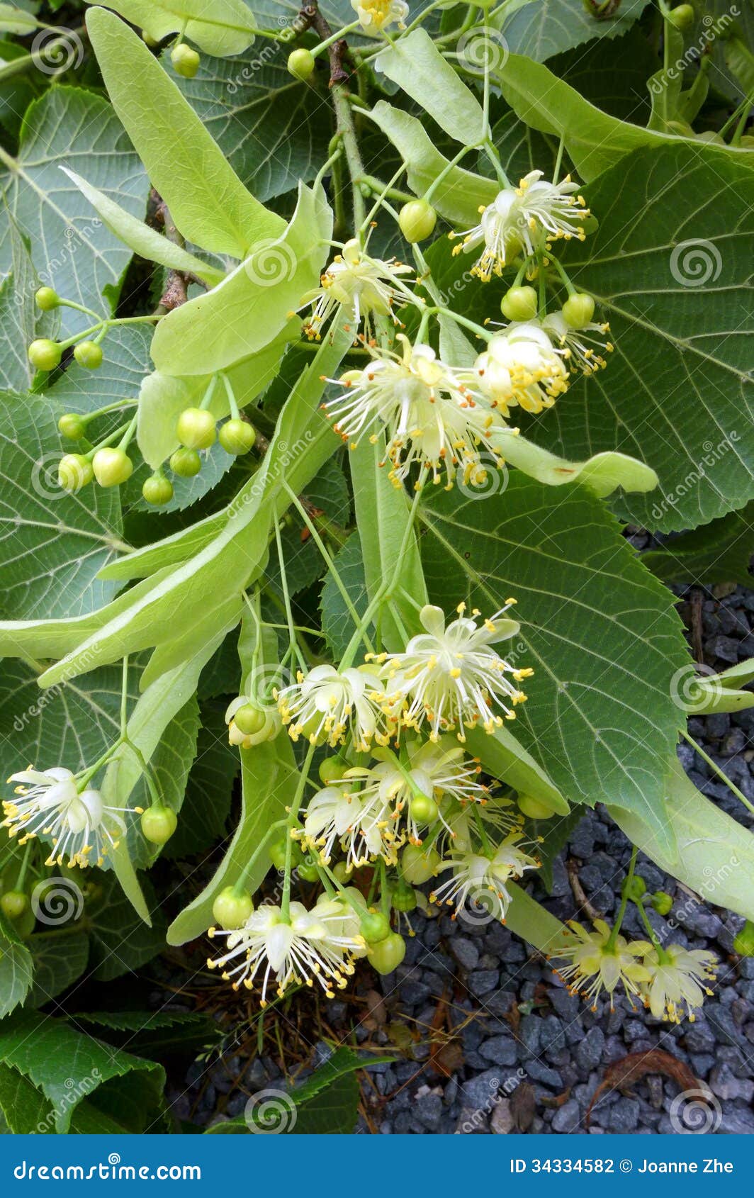 Flores Del árbol Del Tilia O De Tilo Foto de archivo - Imagen de verde, ligar: 34334582 Flores Del árbol Del Tilia O De Tilo Foto de archivo - Imagen de verde, ligar: 34334582