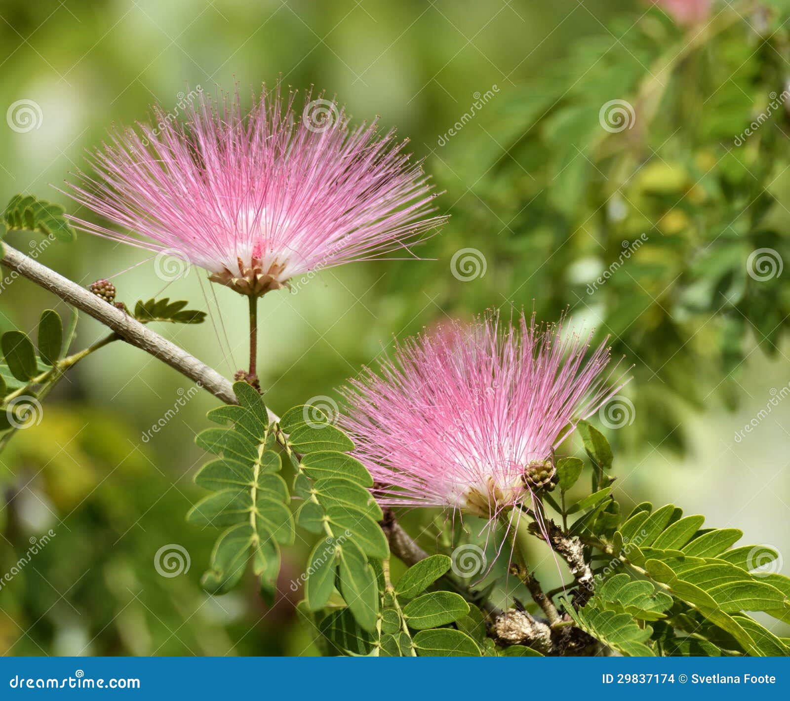 Flores del acacia foto de archivo. Imagen de verde, rosa - 29837174