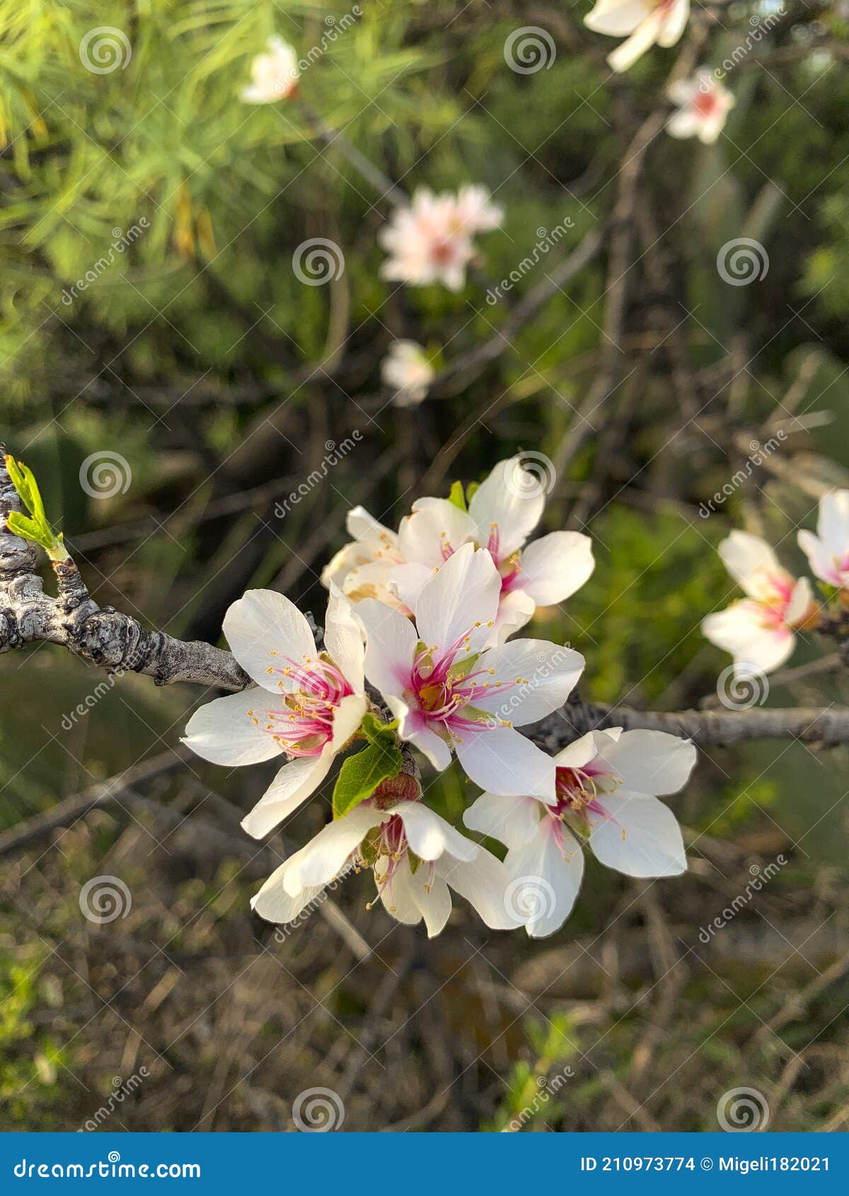 flores del almendro