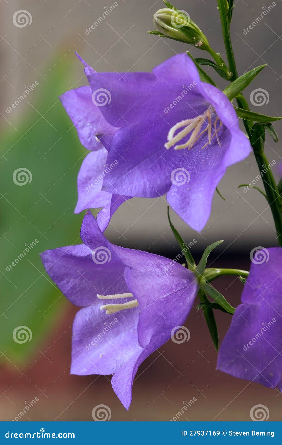 Flores del Bellflower. La foto del primer de la lavanda dos, bellflower melocotón-con hojas (persicifolia del Campanula) florece la floración en el jardín de Steve y de Ana Deming, Barry Co., Michigan.