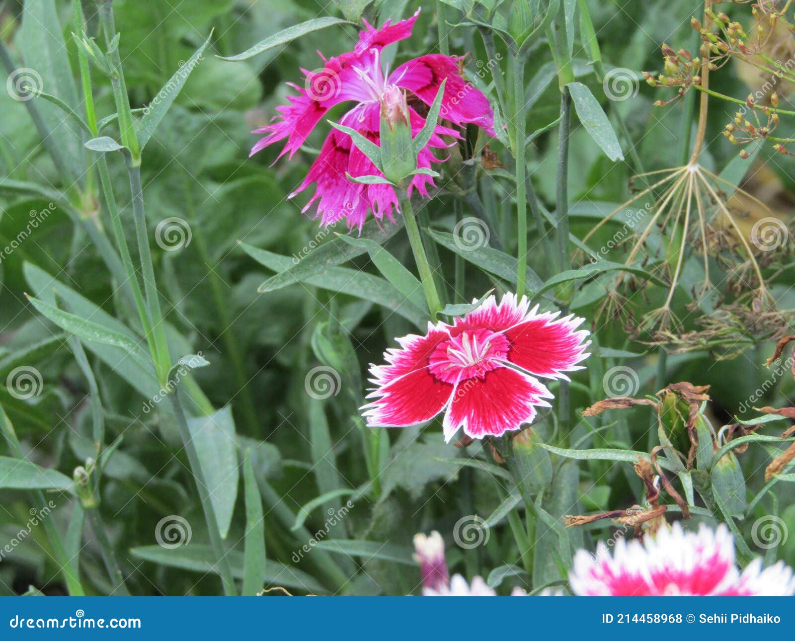 Flores Del Clavel Chino Anual En El Jardín Foto de archivo - Imagen de  pétalo, wildflower: 214458968