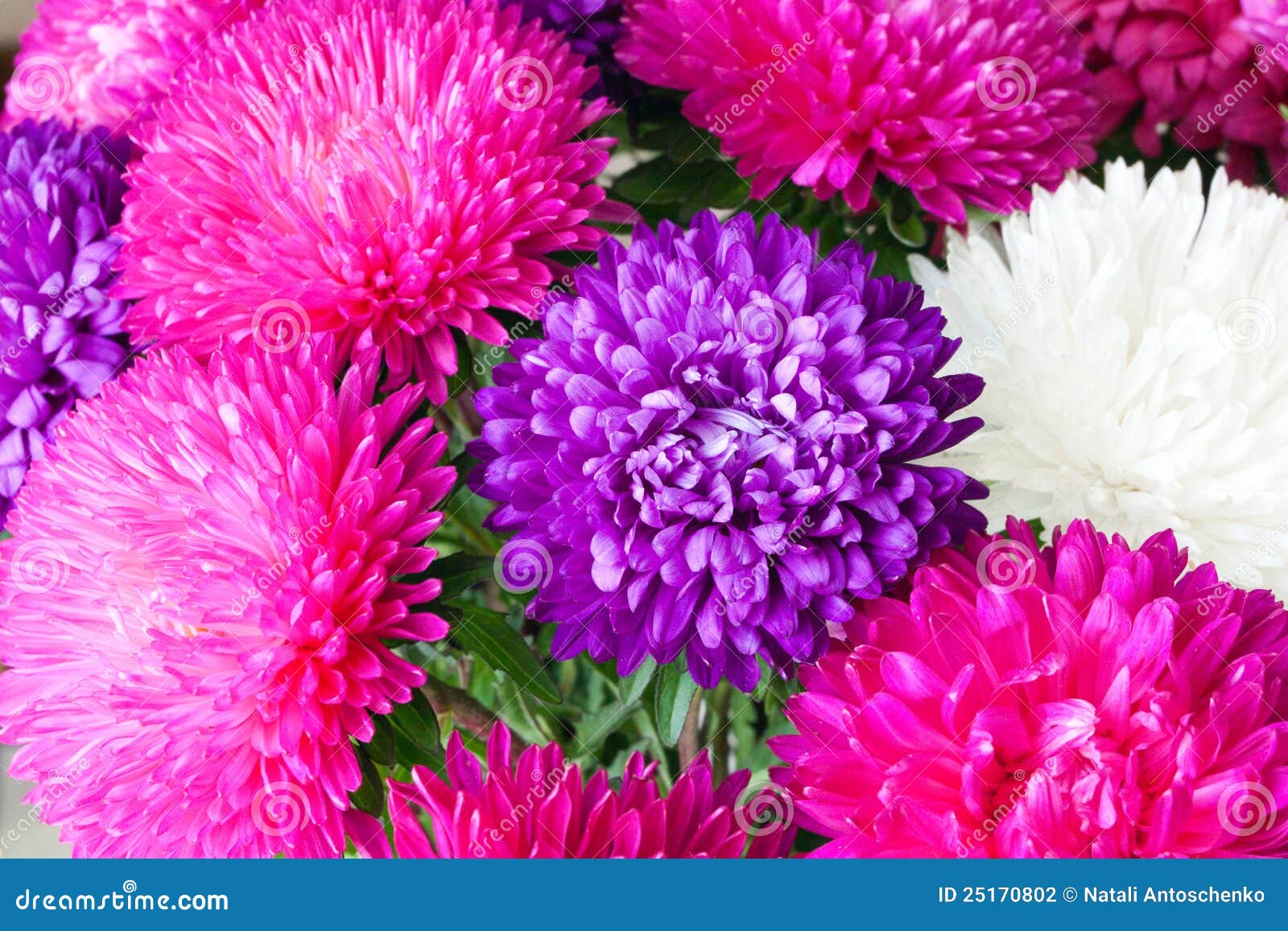 Flores del crisantemo foto de archivo. Imagen de modelo - 25170802