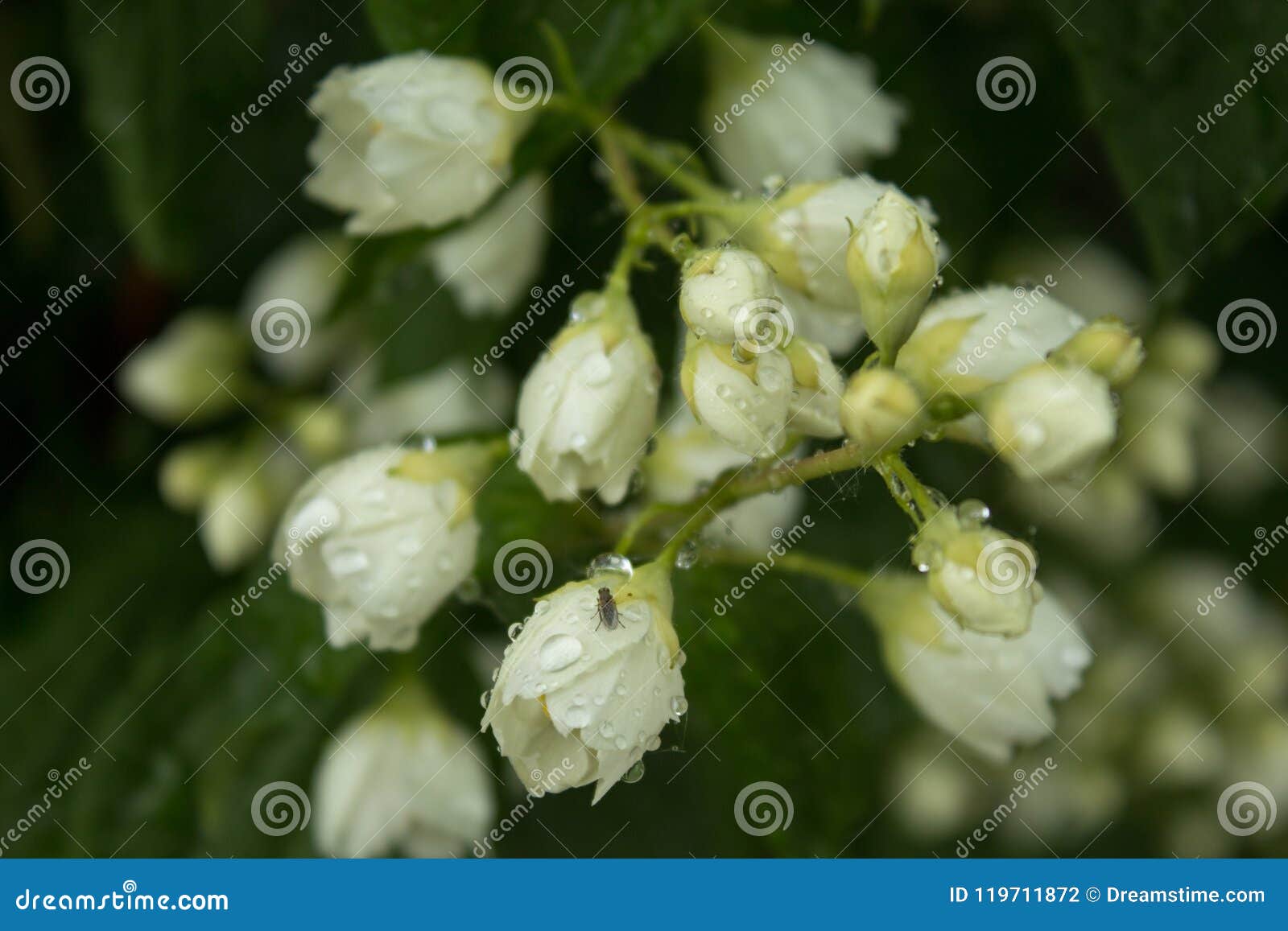 Flores Del Jazmín En Las Gotas De Lluvia Foto de archivo - Imagen de  blanco, flor: 119711872