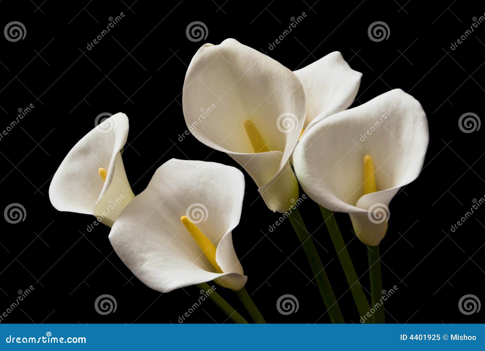 Flores de Calla Lily imagen de archivo. Imagen de fragilidad - 4401925, image size:1600x1158