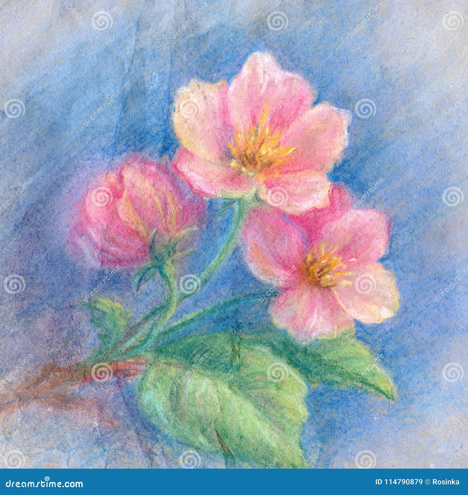 Flores Del Manzano - Dibujo En Colores Pastel Suave Stock de ilustración -  Ilustración de arrugado, flor: 114790879