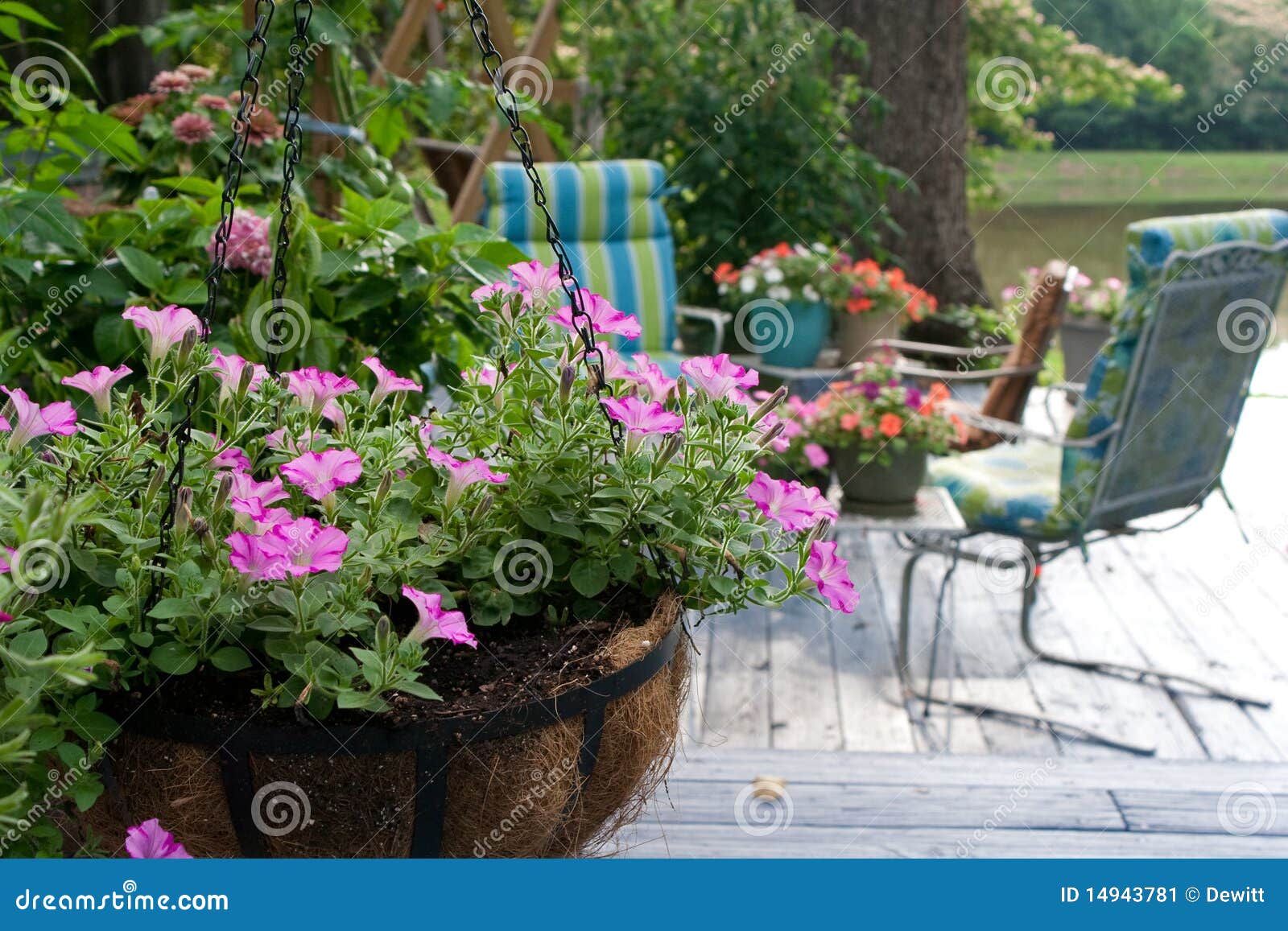 Flores del patio imagen de archivo. Imagen de vector 14943781