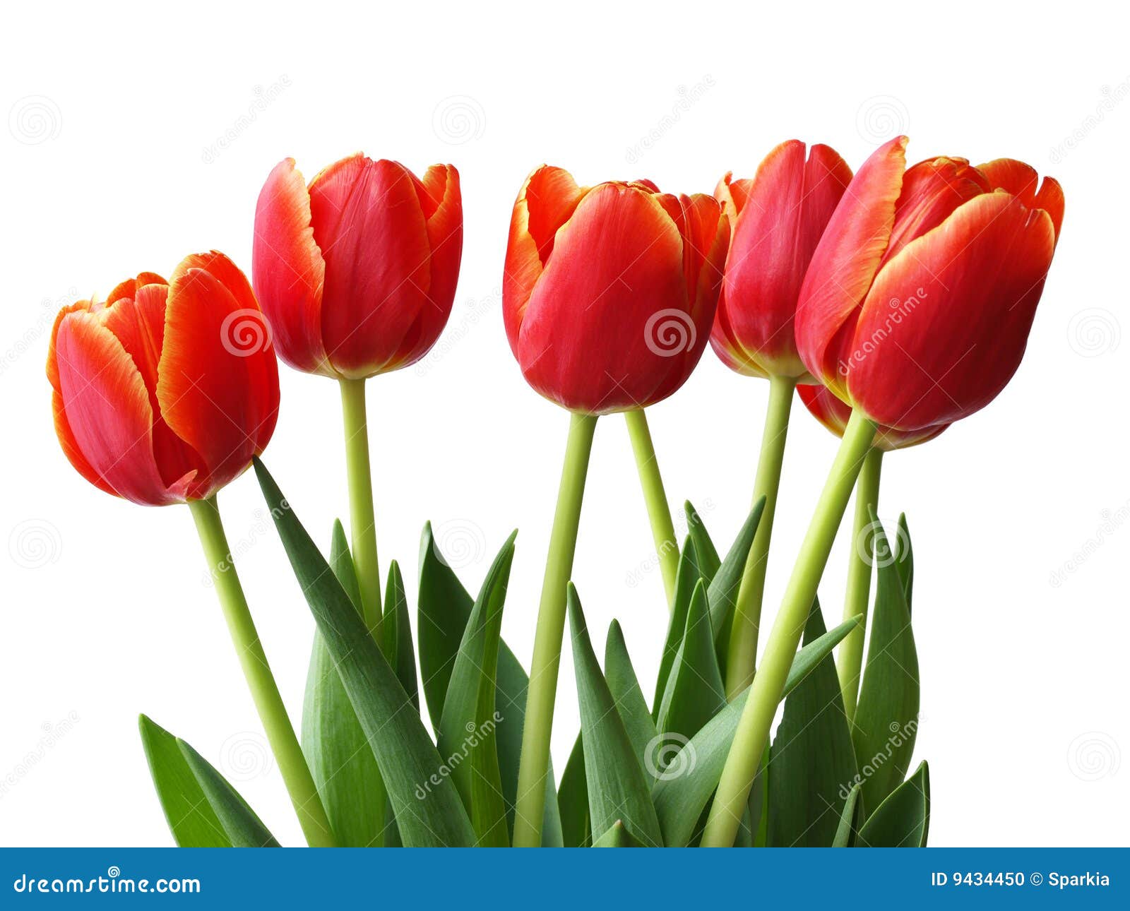 Flores Del Resorte - Tulipanes Foto de archivo - Imagen de belleza,  plantas: 9434450