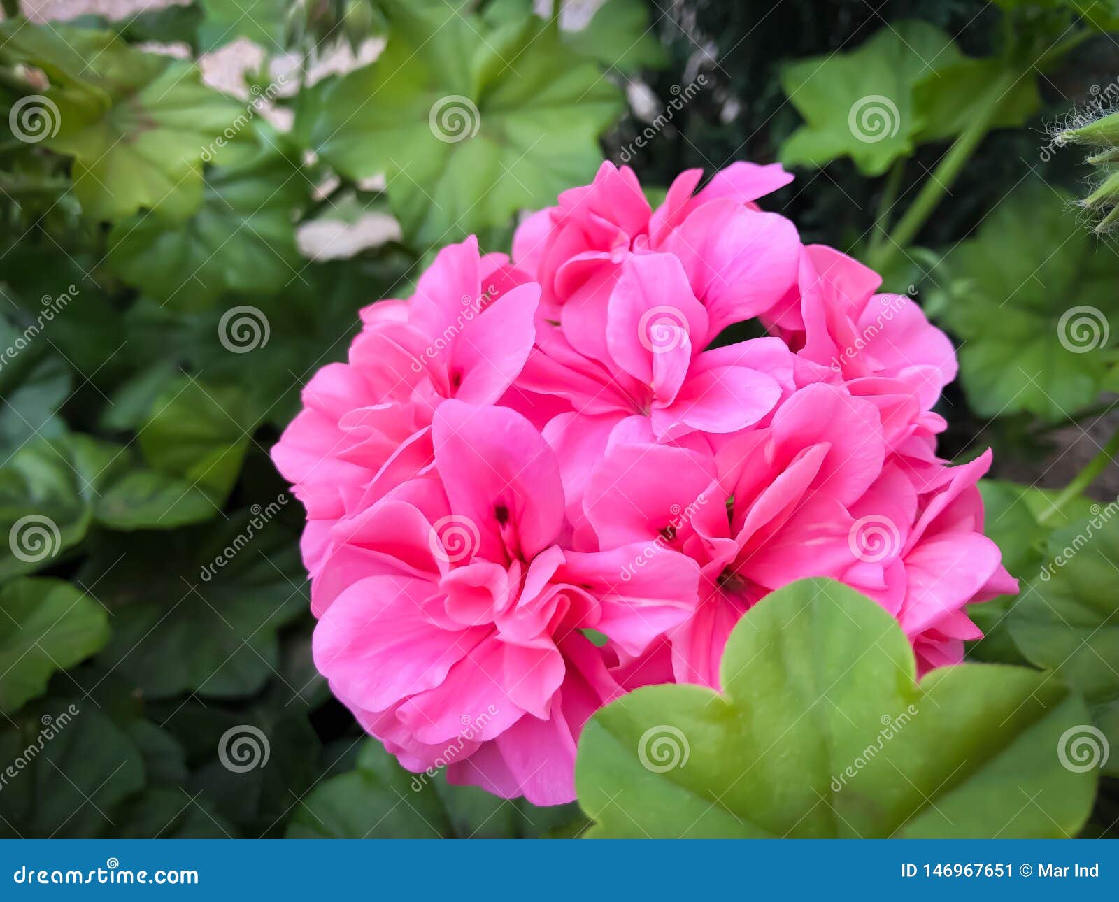 Flores Del Rosa Del Geranio Imagen de archivo - Imagen de exterior, hojas:  146967651