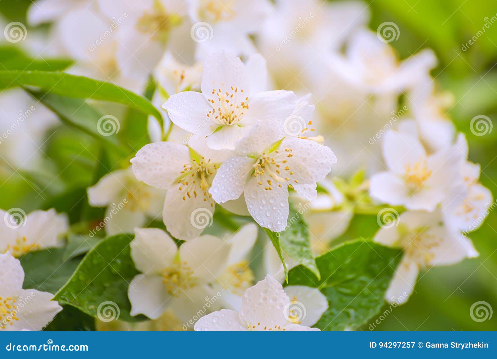 Flores Delicadas Blancas Del Jazmín Imagen de archivo - Imagen de cubo,  primer: 94297257