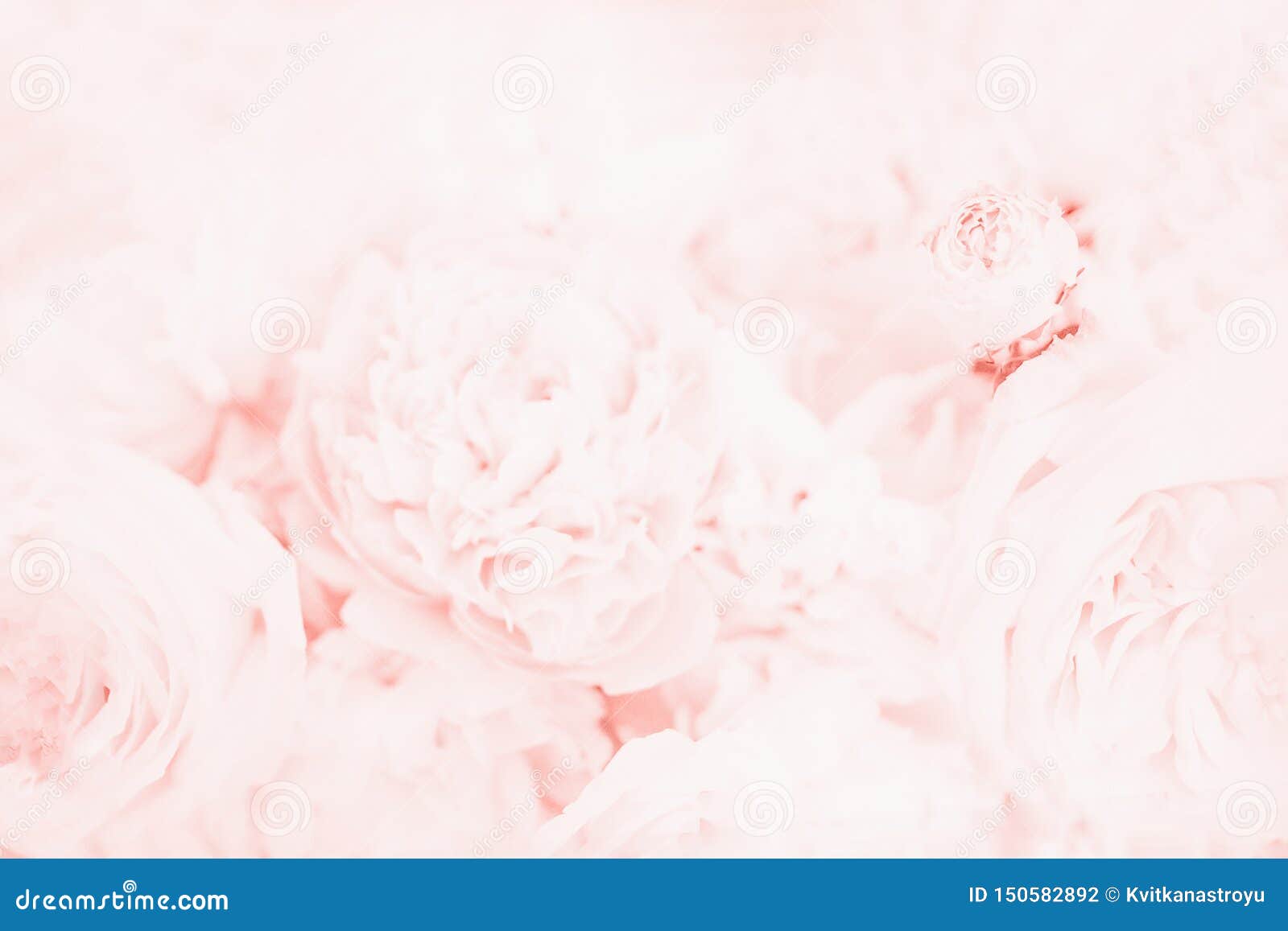 Fundo Floral. Pétalas De Flores Delicadas De Peões E Flores Imagem de Stock  - Imagem de flor, mola: 227661973