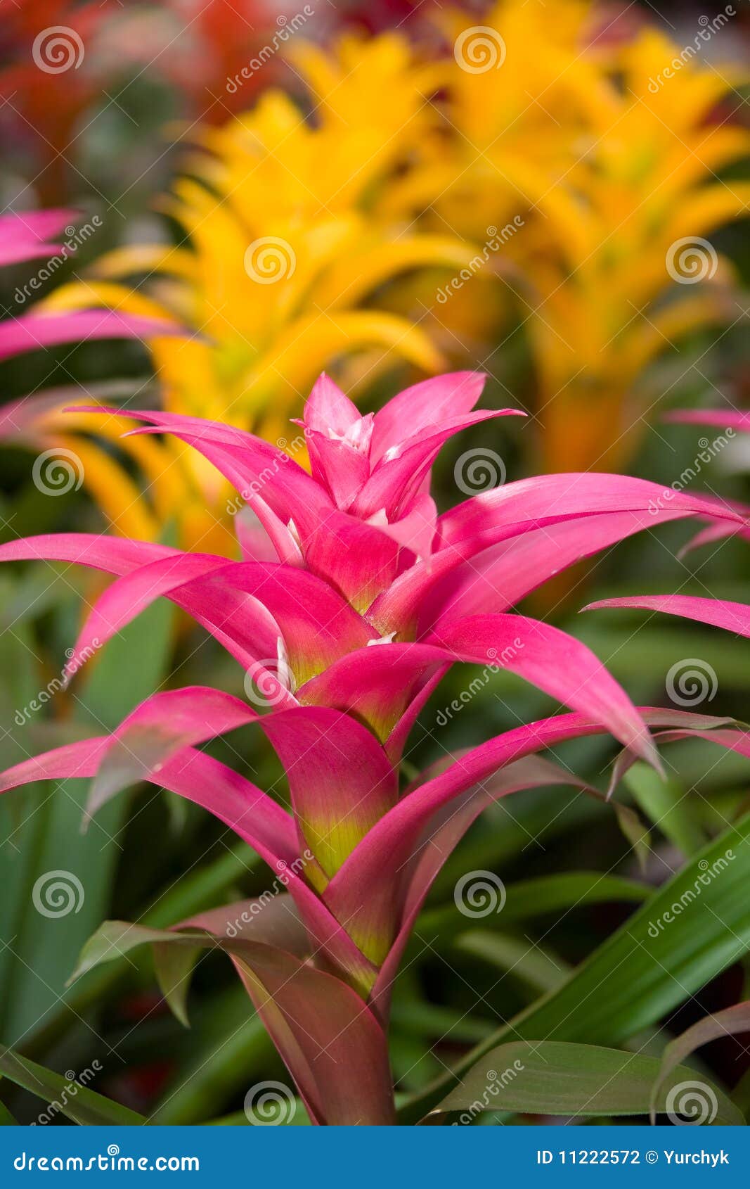 Flores do Bromelia foto de stock. Imagem de bonito, jardinar - 11222572