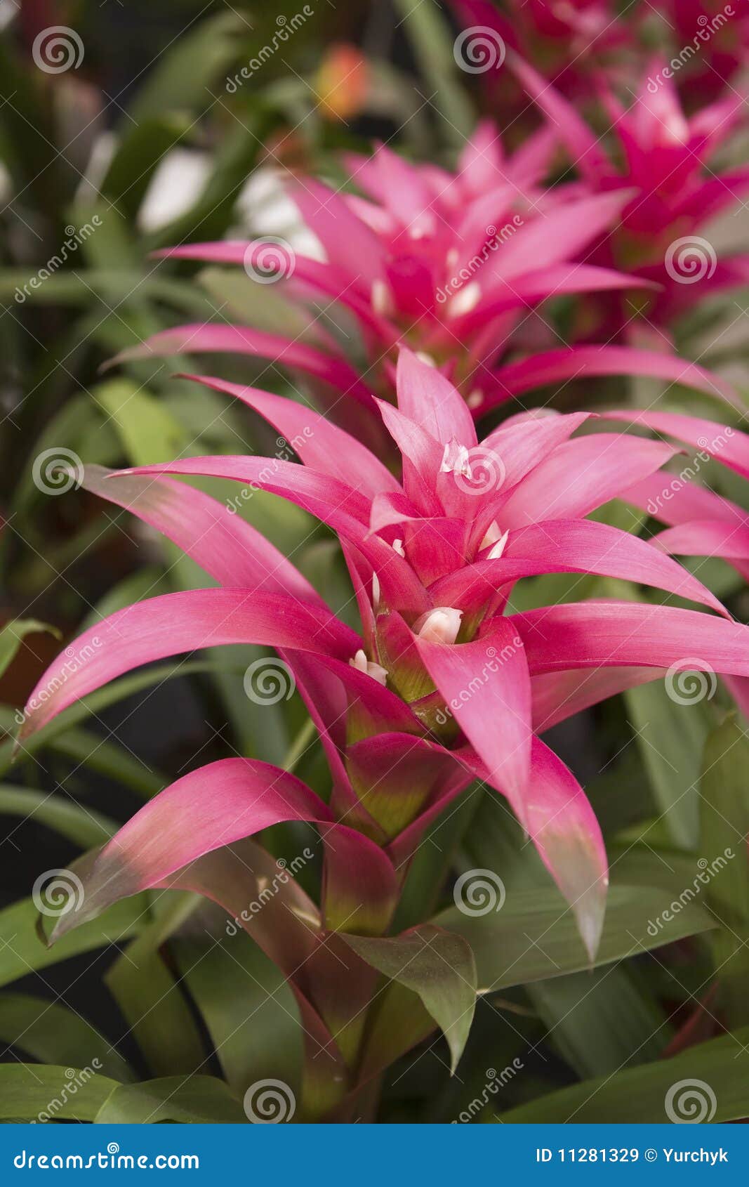 Flores do Bromelia imagem de stock. Imagem de florista - 11281329