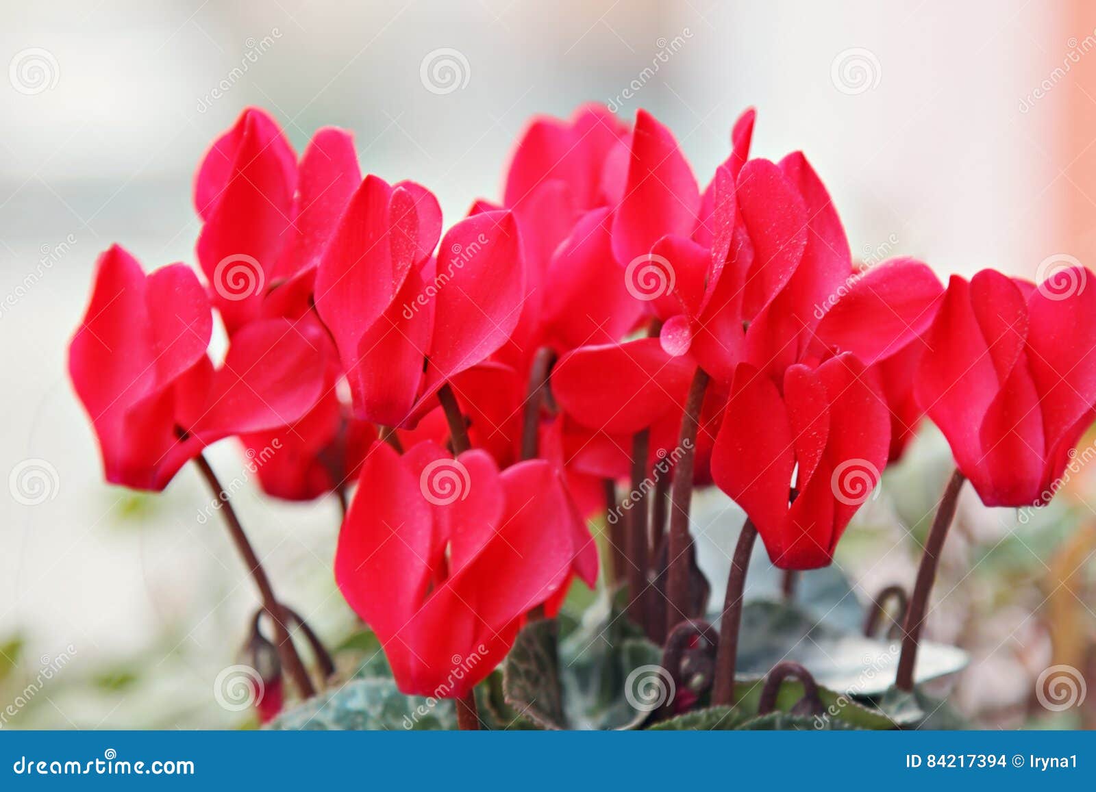 Flores Do Cíclame Vermelho Brilhante Foto de Stock - Imagem de parque,  ciclame: 84217394