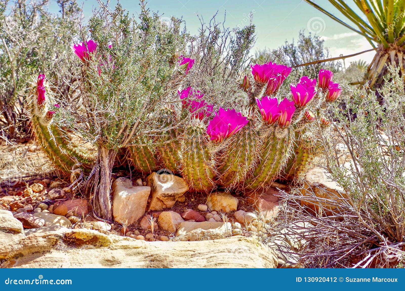 Flores Do Cacto Da Primavera, área Vermelha Da Conservação Da Rocha, Nevada  Foto de Stock - Imagem de beleza, lazer: 130920412