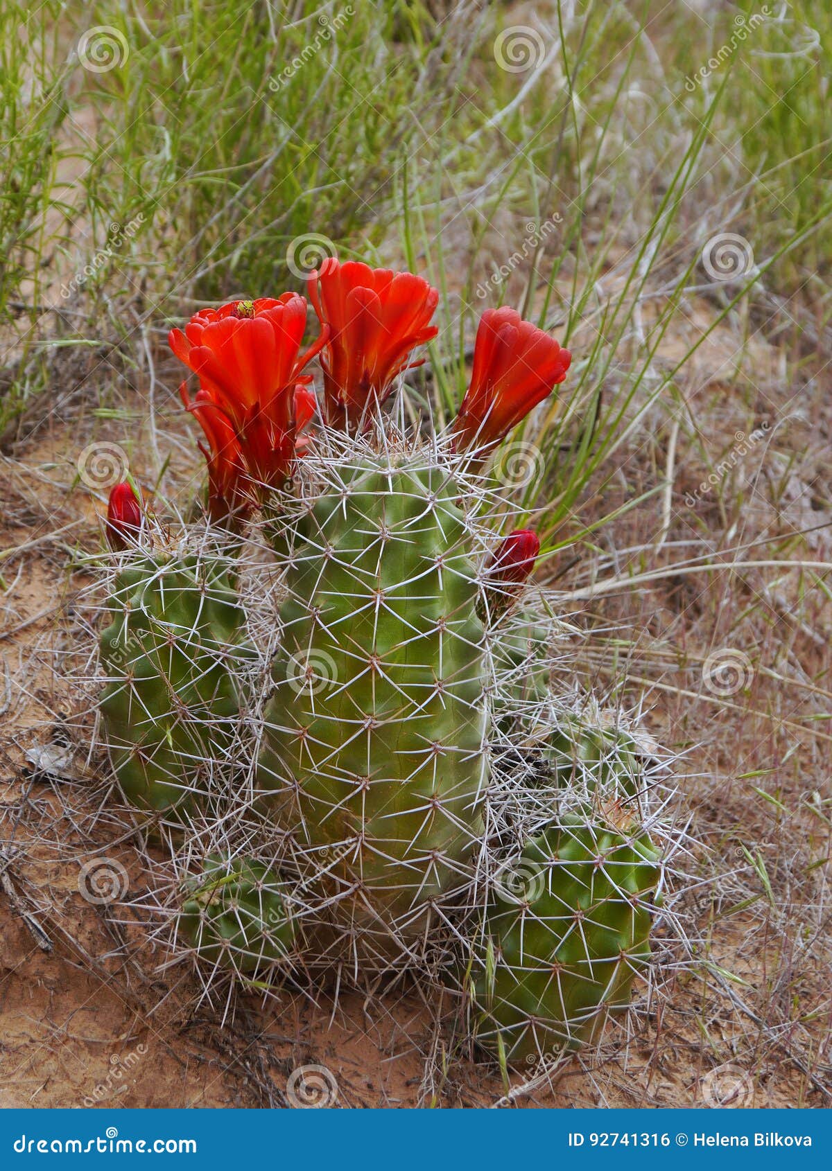 Flores do cacto do deserto foto de stock. Imagem de planta - 92741316