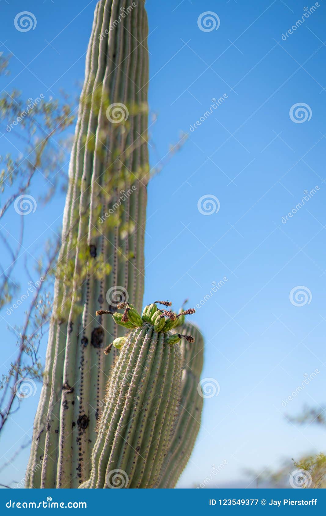 Flores Do Cacto Do Saguaro Com Flor Branca E Fruto Imagem de Stock - Imagem  de curso, granito: 123549377
