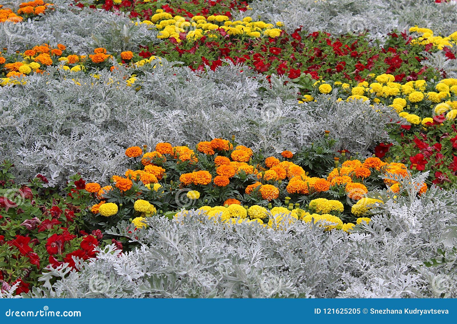 Flores Do Campo Dos Cravos-de-defunto De Cores Diferentes Imagem de Stock -  Imagem de crescimento, flora: 121625205