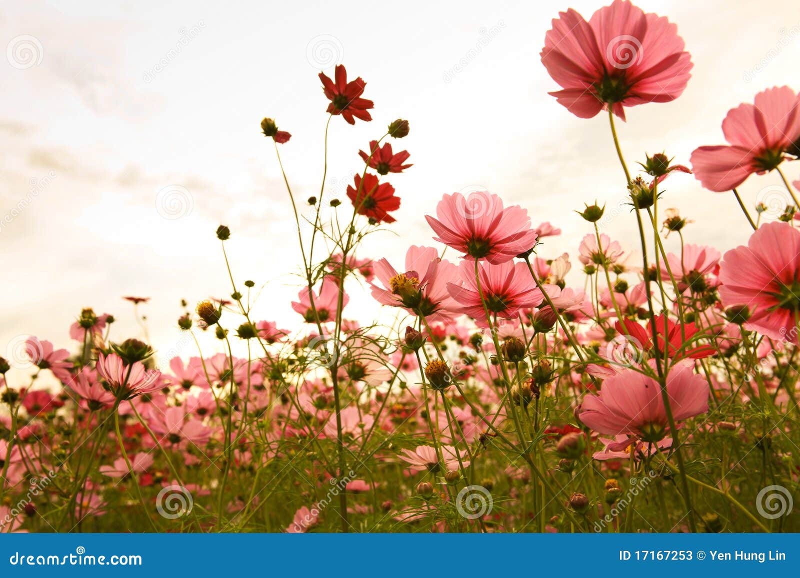 Flores Do Cosmos No Por Do Sol Imagem de Stock - Imagem de ensolarado,  roxo: 17167253