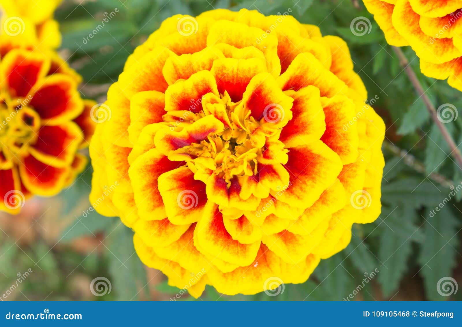 Flores Do Cravo-de-defunto Do Amarelo Alaranjado No Garden Center Foto de  Stock - Imagem de gracioso, floral: 109105468