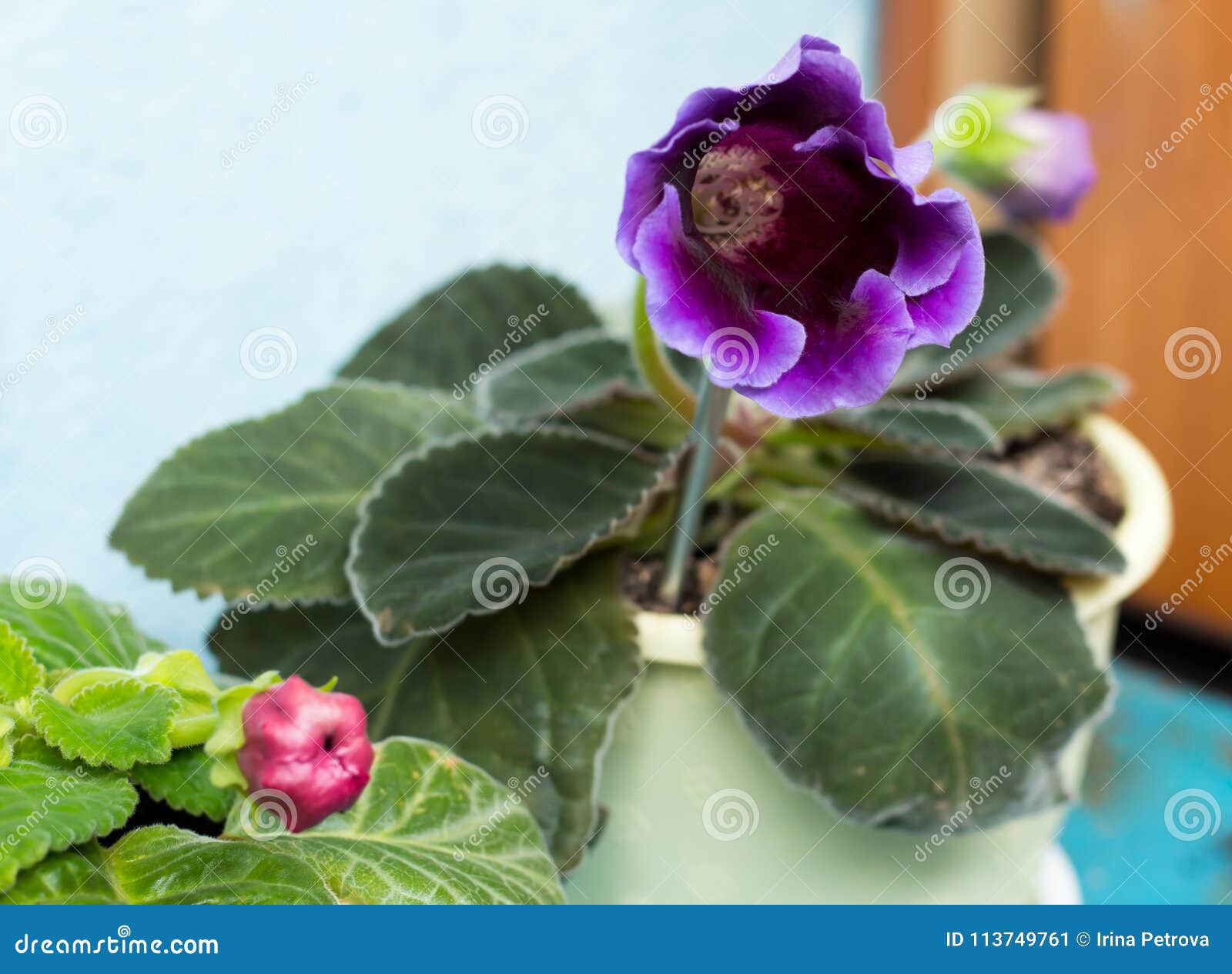 Flores Do Gloxinia Violeta Em Um Potenciômetro Imagem de Stock - Imagem de  planta, verde: 113749761