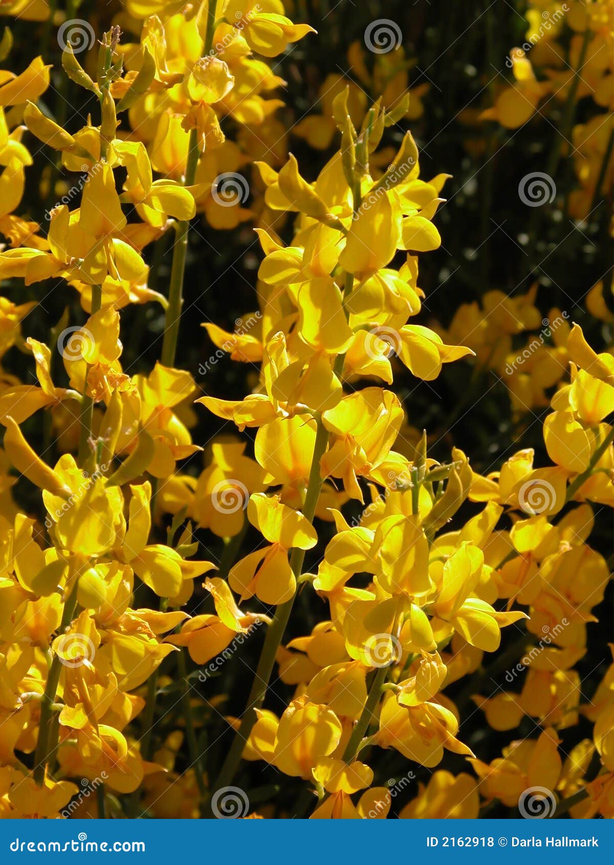 Flores do jasmim foto de stock. Imagem de arbusto, abundância - 2162918