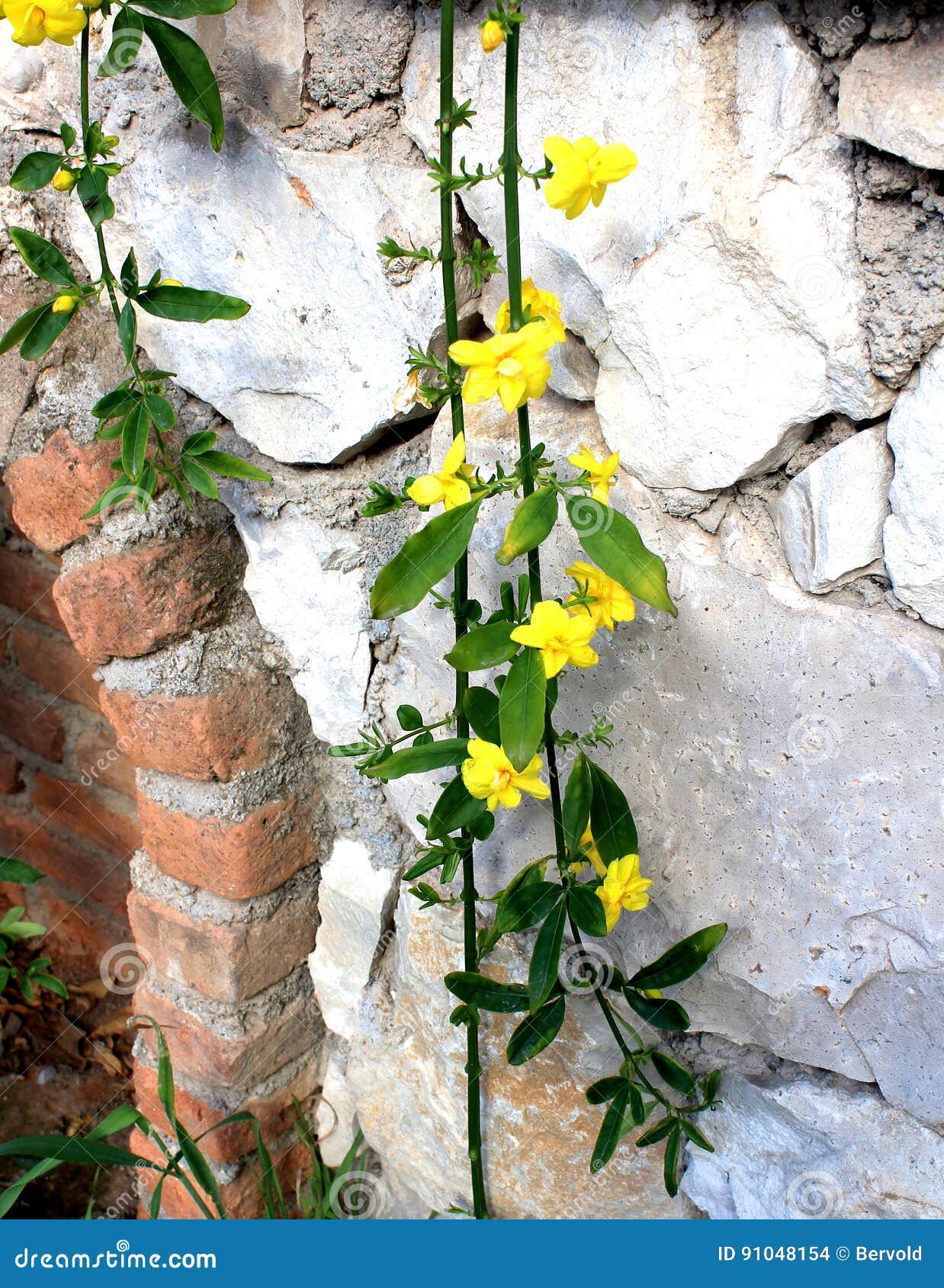 Flores do jasmim amarelo foto de stock. Imagem de projeto - 91048154