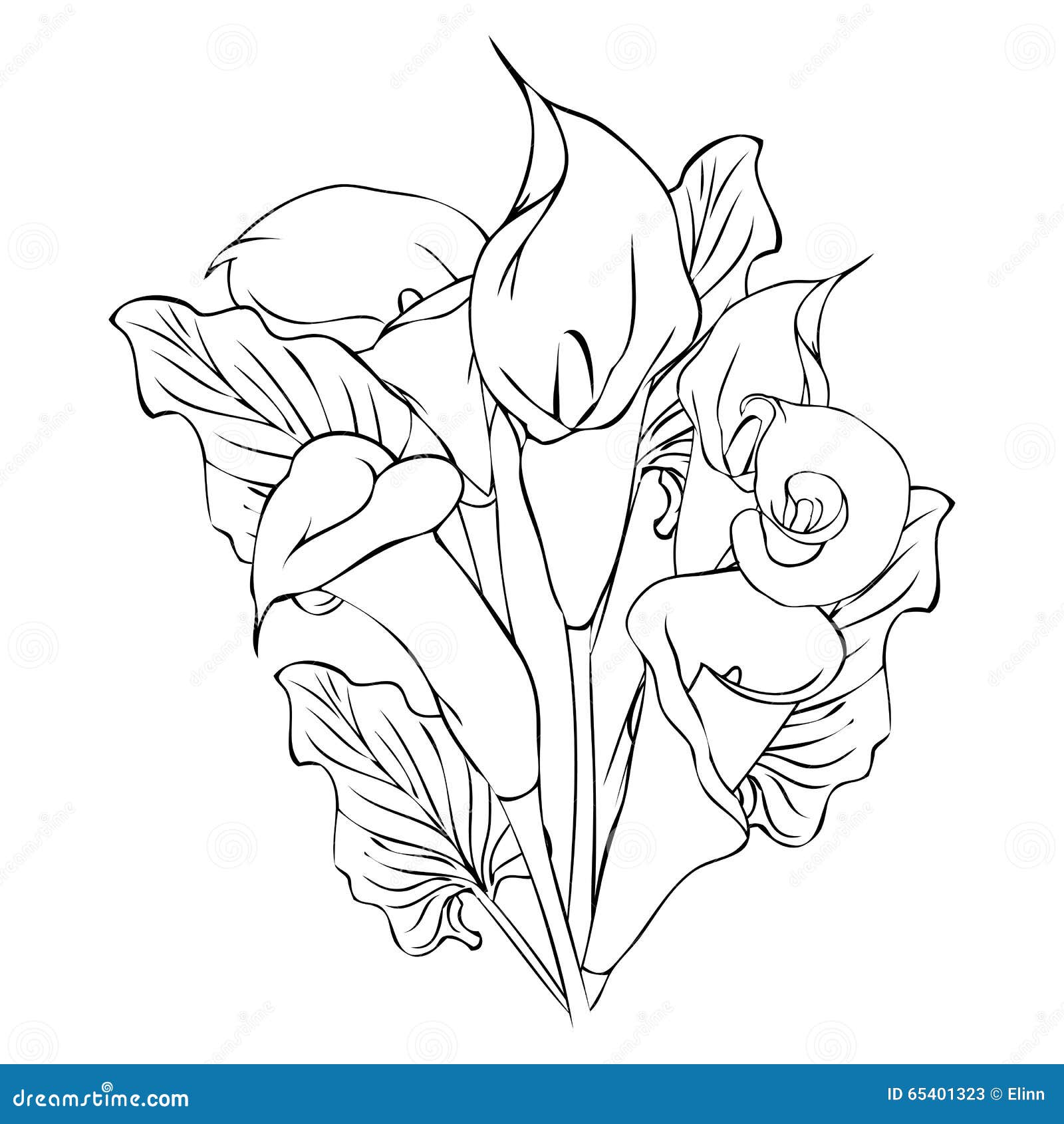 Flores do lírio de Calla ilustração do vetor. Ilustração de bonito