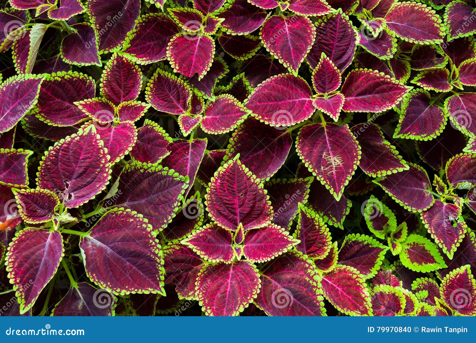 Flores Do Natal, Poinsétias Com Verde E Folhas Do Marrom Para O Fundo Foto  de Stock - Imagem de folhas, exterior: 79970840