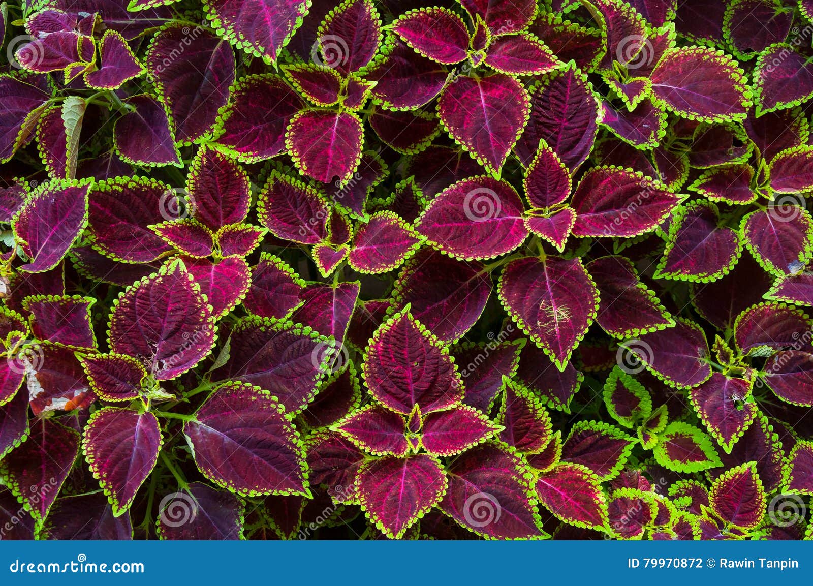 Flores Do Natal, Poinsétias Com Verde E Folhas Do Marrom Para O Fundo Vista  Superior Foto de Stock - Imagem de nave, decore: 79970872