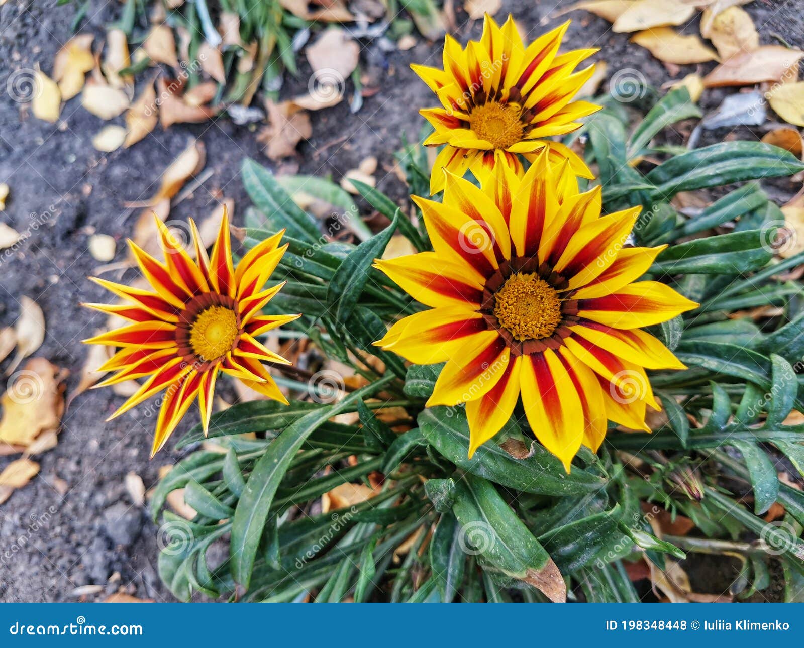 Flores Do Outono Da Gazânia Com Pétalas Compridas. Flores Em Outubro . Foto  de Stock - Imagem de verde, fundo: 198348448