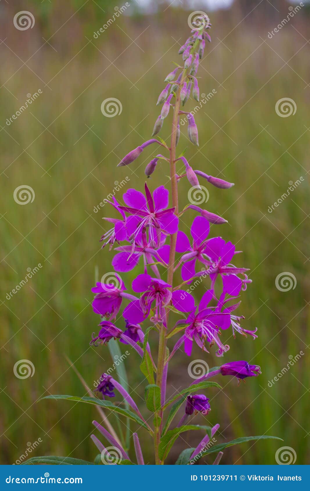 Flores Do Roxo Do Angustifolium De Chamaenerion Planta Da Azaléia, Chá  Médico Imagem de Stock - Imagem de nave, terapêutica: 101239711