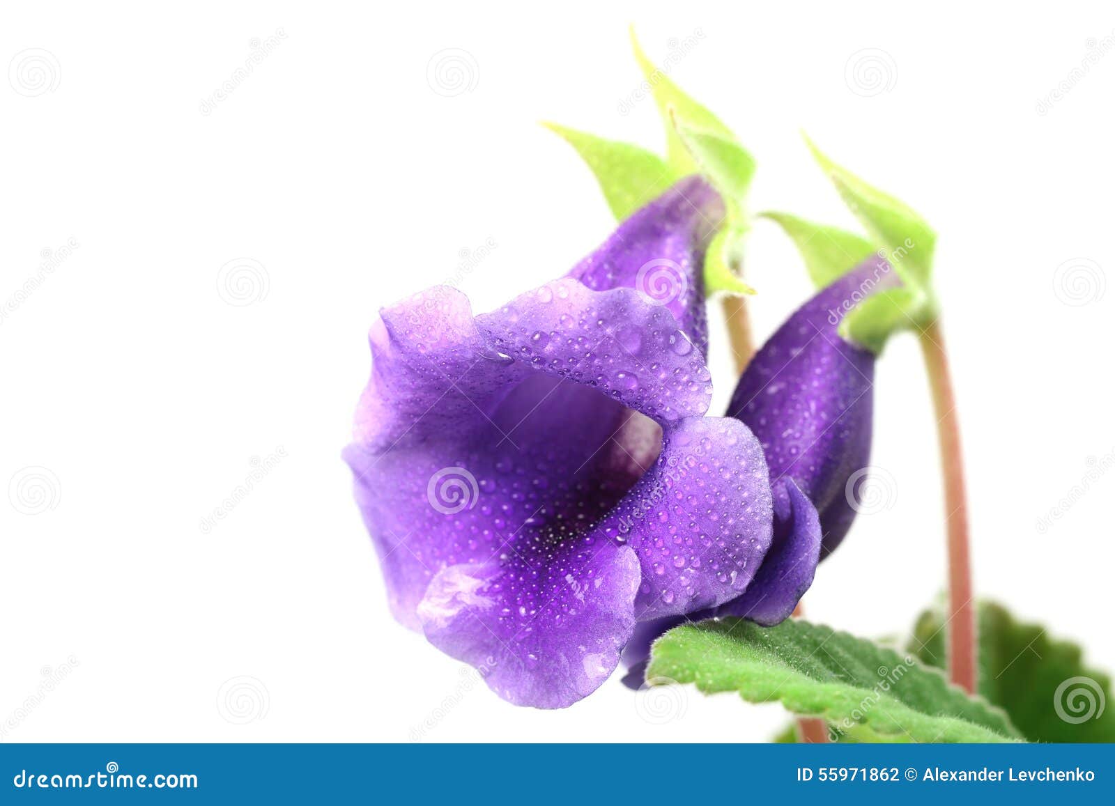 Flores do roxo do Gloxinia foto de stock. Imagem de flor - 55971862
