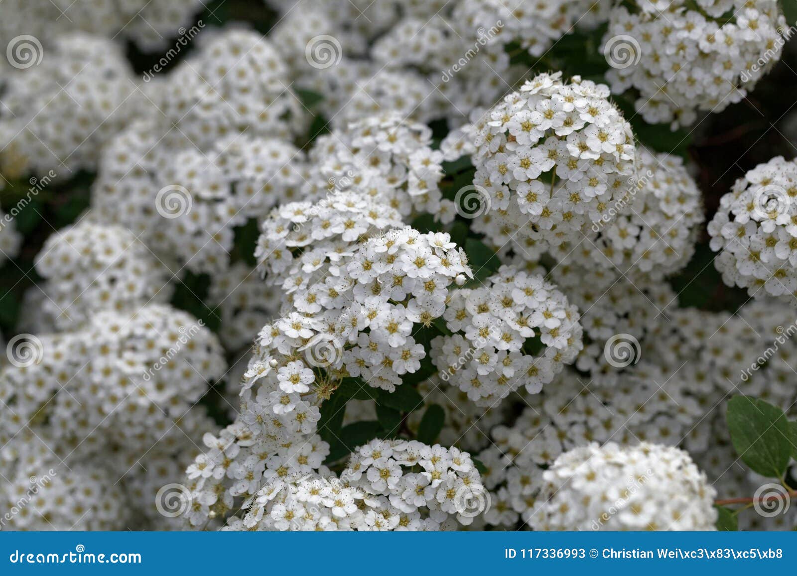 Flores Do Vanhouttei Do Spiraea Imagem de Stock - Imagem de flora ...