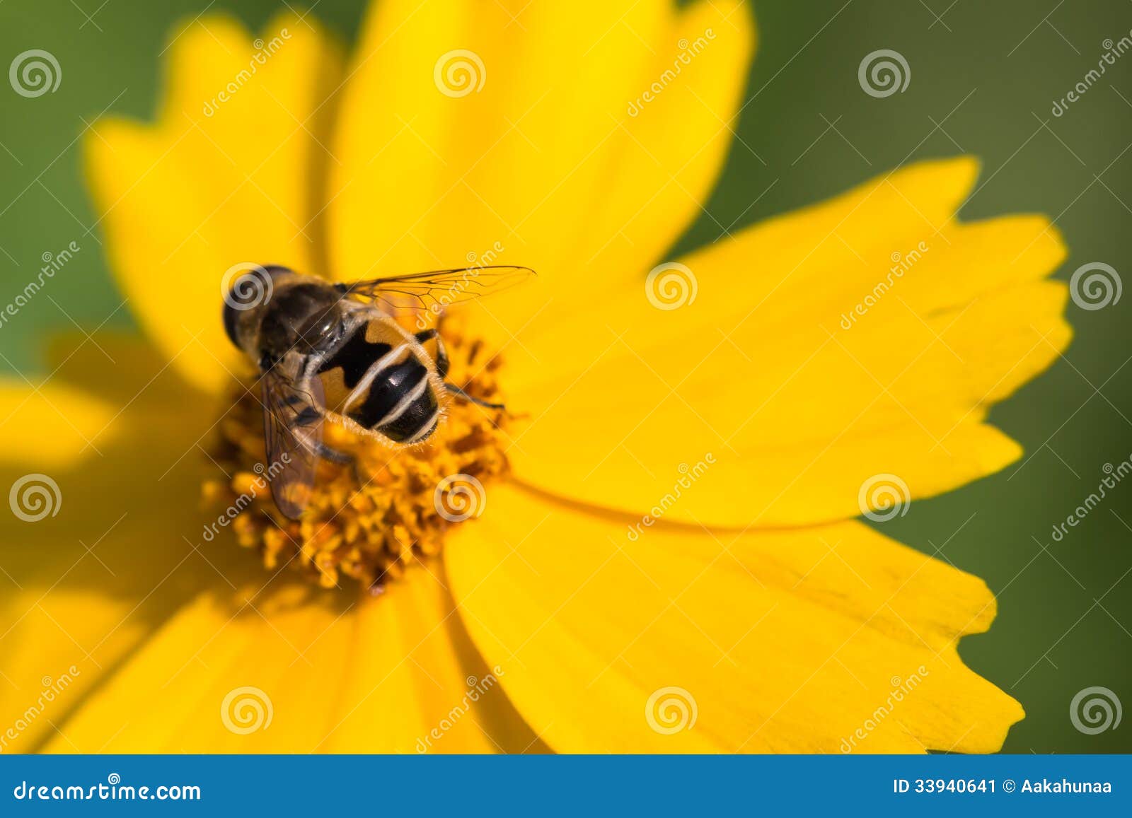 Flores e as abelhas imagem de stock. Imagem de exterior - 33940641
