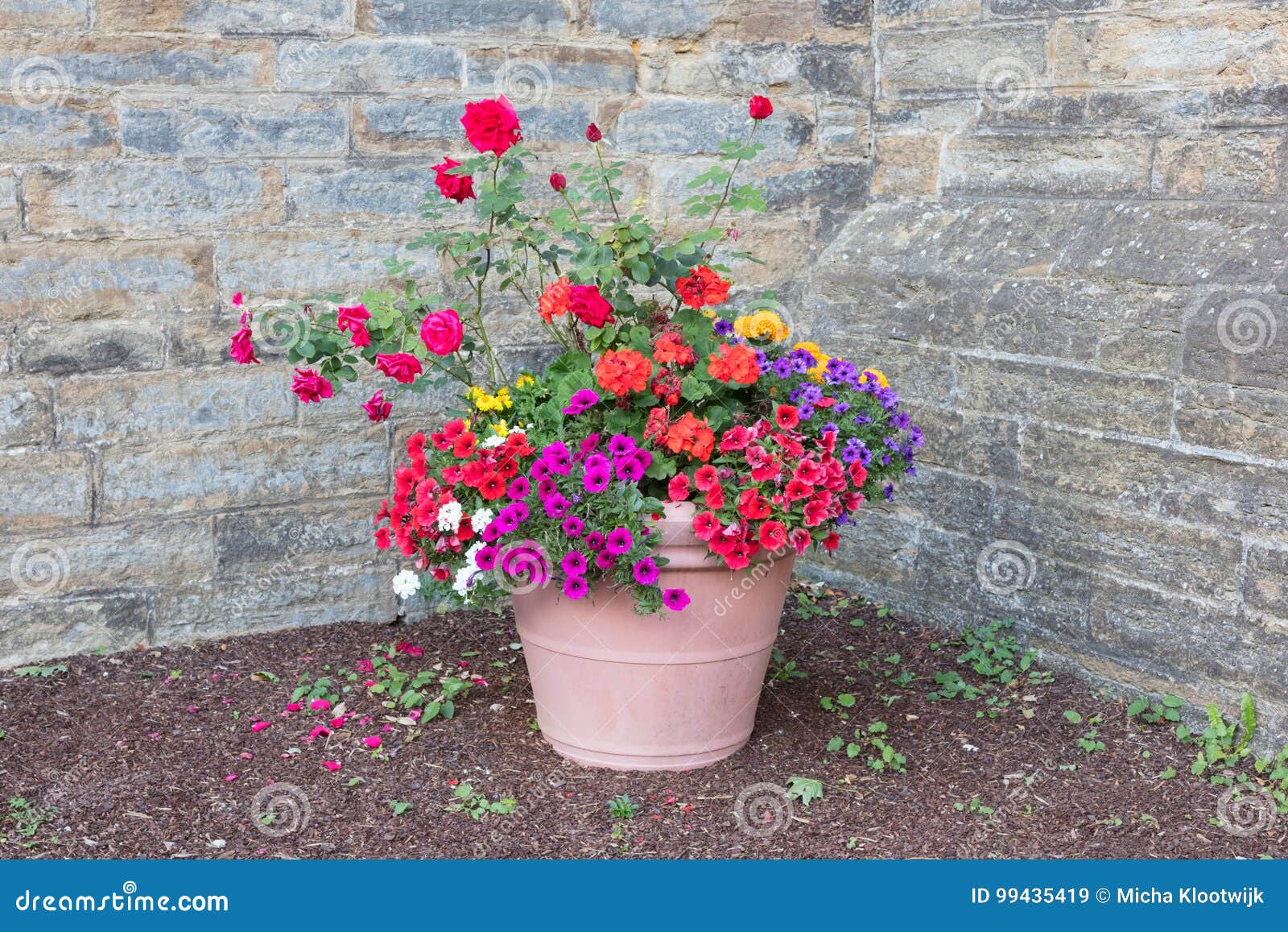 Flores em um vaso grande imagem de stock. Imagem de branco - 99435419