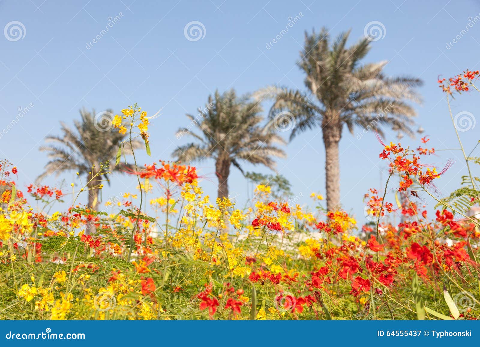 Flores en Doha, Qatar imagen de archivo. Imagen de exterior 64555437